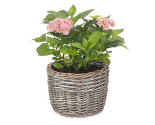 Medium Round Antique Wash Planter